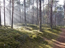 Afternoon forest Jurmala Latvia 