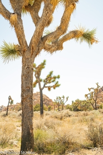 Afternoon hike in Joshua Tree National Park California 