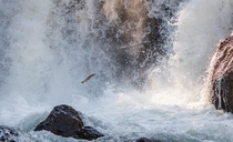 Against All Odds Brown trout trying an ambitious jump at Firehole Falls in Yellowstone 