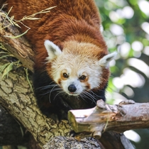 Ailurus fulgens  Red Panda  Fire Fox