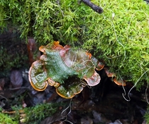 Algae affected Fungi in Mt Field National Park Tasmania Australia 