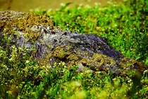 Alligator- Alligator mississippiensis 