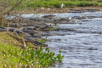 Alligator pileup at Myakka River State Park in central Florida 