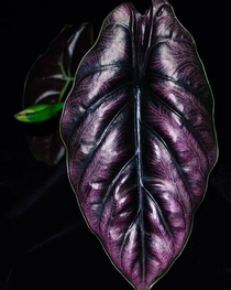 Alocasia azlanii with deep purple leaves