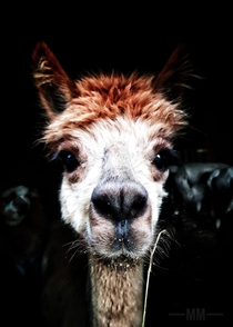 Alpaca - my best shoot And she did not spit