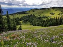 Alpine flowers in full bloom Sun Peaks Canada 