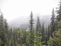 Alpine forest in Field British Columbia  OC