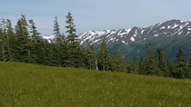 Alpine meadow on Blackerby Ridge a short hike from Juneau Alaska 