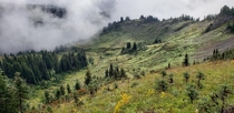 Alpine meadow with fog in Mt Rainier National Park WA 
