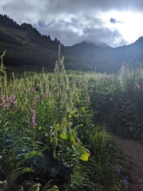 Alpine wildflower season just for a little bit longer in WA IGjyugitsa 