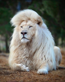 Although a rare sight white lions are truly a spectacle of nature