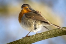 Always happy to capture a robin