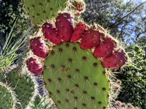 Amazing Cactus OC