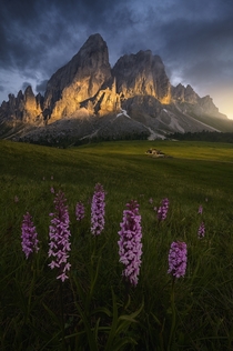 Amazing Orchids at sunset Dolomites Mountains Italy x