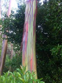 Amazing Painted Eucalyptus OC 