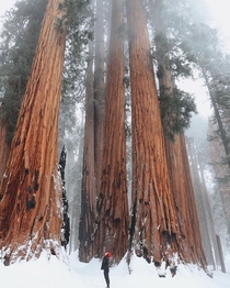 Amazing Sequoias of California in the winter