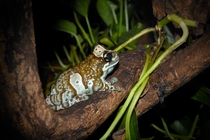 Amazon milk frog on a branch