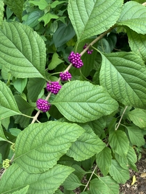 American Beautyberry Callicarpa Americana the American Beautyberry symbolizes Intelligence and wisdom South Florida