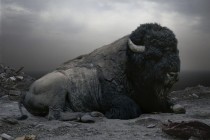 American Bison Bison bison 