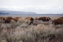 American Bison herd in Jackson Hole Wyoming 