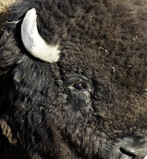 American Bison OC