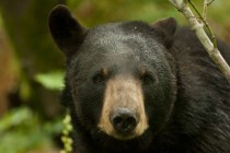 American black bear Ursus americanus x