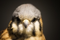American Kestral Falco sparverius 