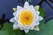 American white waterlily Nymphaea odorata from above 