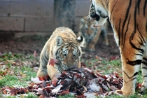 Amur Tiger Cub playing in the Autumn leaves OC 