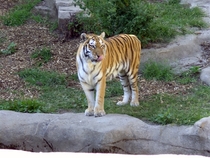 Amur Tiger Panthera tigris altaica Brookfield Zoo 