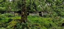 An abandoned cottage in Ireland that has been reclaimed by the forest
