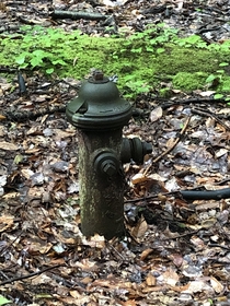 An abandoned fire hydrant in the woods Makes me imagine post-human days when nature will take back over