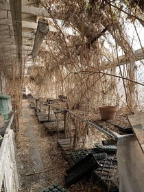 An abandoned greenhouse on the campus of an old sanitarium I was exploring a few weeks back