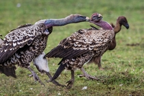 An adult Rppells vulture Gyps rueppellii attacks another Charlie Hamilton James 