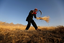 An Afghan man harvests wheat on the outskirts of Kabul 