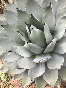 An Agave at the Volunteer Park conservatory in Seattle 