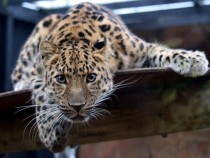 An Amur leopard Panthera pardus orientalis looking into the camera 