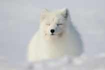 An Arctic Fox napping in the sunshine in Northern Alaska 