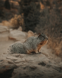 An Arizona rock squirrel Photo credit to Clay Banks