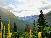 An Army of Evergreens Glacier NP  x
