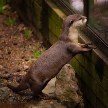 An Asiatic Short Clawed Otter - hes watching the people watching him