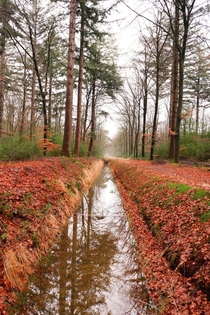 An Autmn forest in The Netherlands 