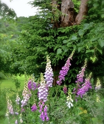 An Cottage Garden Favourite Foxgloves - Digitalis