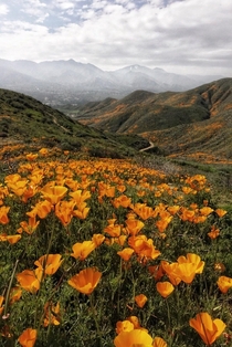 An early start to the Superbloom A field of poppies in Southern California 