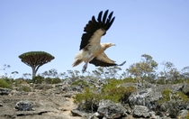 An Egyptian Vulture Neophron percnopterus on the Yemeni island of Socotra Khaled Abdullah 