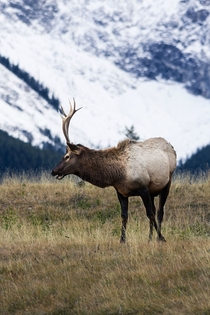 An Elk - Alberta 