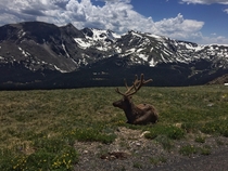 An Elk in Rocky Mountain State Park CO 