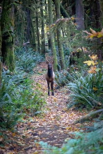 An elk on Vancouver Island
