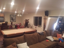 An elk stands in the basement of a house just outside Hailey about  am Wed Dec   Blaine County sheriffs deputies and officers from Idaho Fish and Game needed   hours to steer the elk cow out of the house after it fell into a basement bedroom through a win