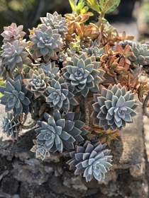 An interesting pattern of succulents 
